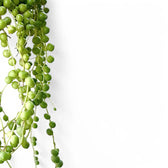 Curio rowleyanus – Blattdetail vor weißem Hintergrund..