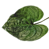 Cyanastrum cordifolium