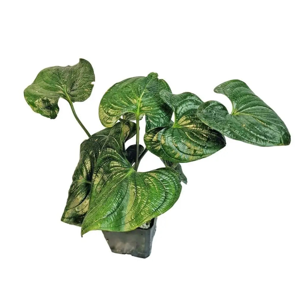 Cyanastrum cordifolium