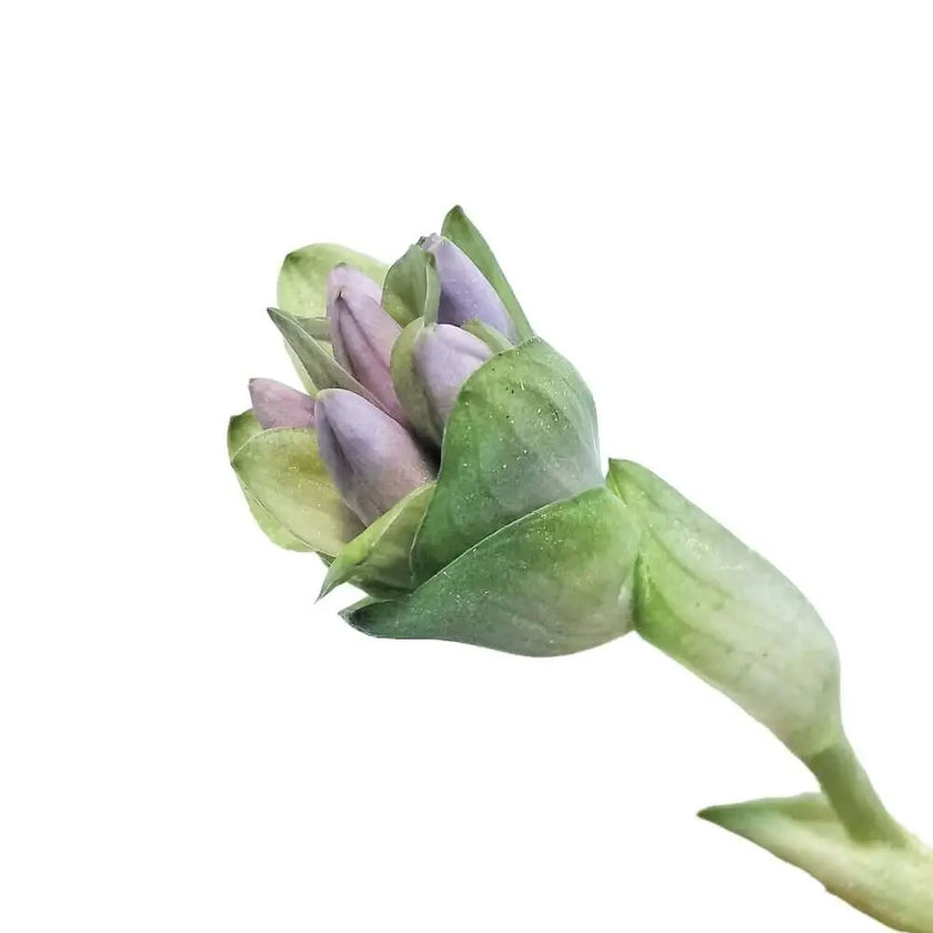 Cyanastrum cordifolium potted houseplant in nursery pot on white background, product photo 2.