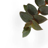 Cyanotis beddomei ‘Brown Hill’ – Blattdetail vor weißem Hintergrund..