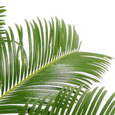 Cycas revoluta – Blattdetail vor weißem Hintergrund..
