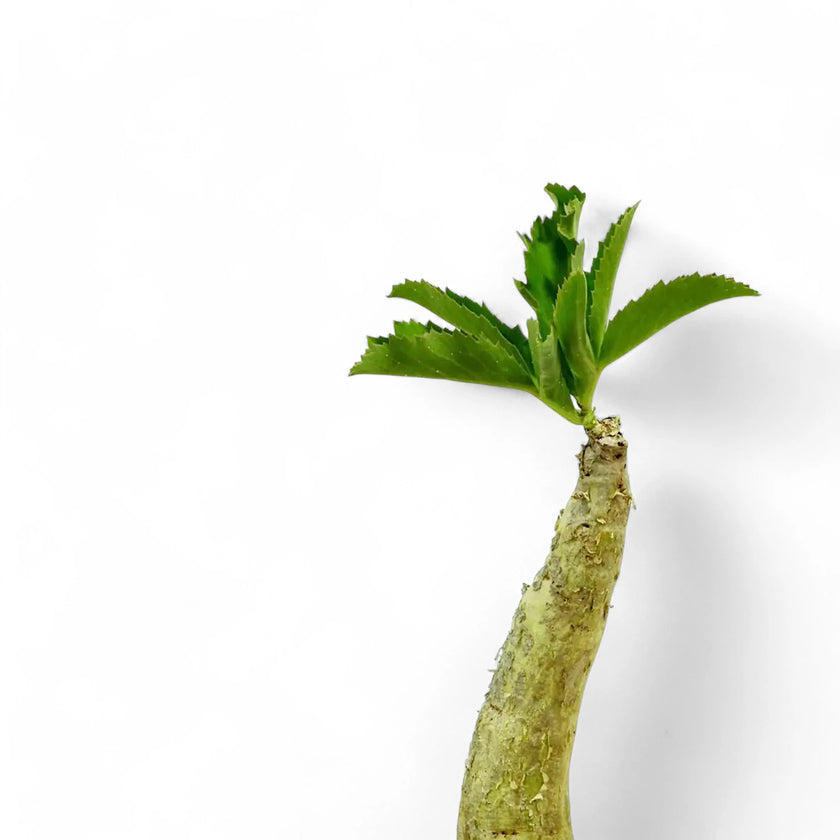 Cyphostemma juttae leaf close-up on white background.