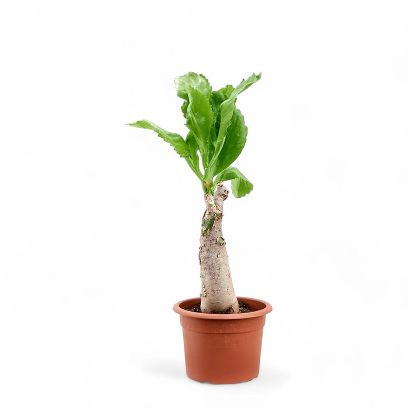 Cyphostemma juttae potted houseplant in nursery pot on white background, product photo 2.