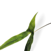 Cyrtosperma beccarianum leaf close-up on white background.