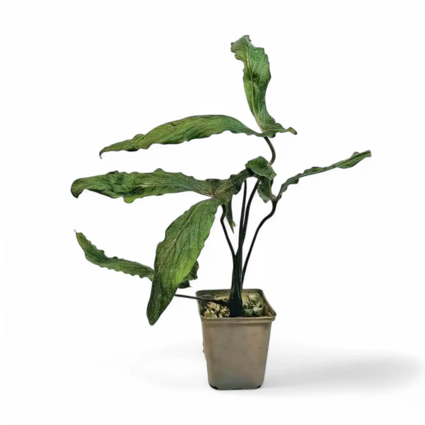 Cyrtosperma beccarianum Zimmerpflanze im Anzuchttopf vor weißem Hintergrund, Produktfoto 2.