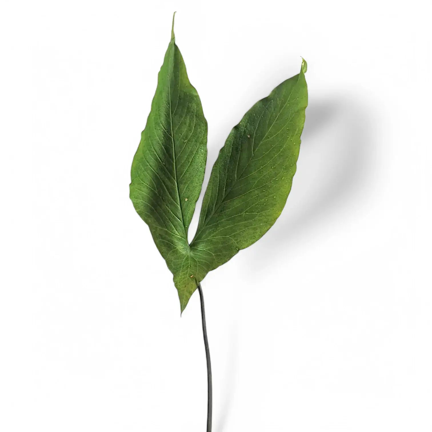 Cyrtosperma hambalii Zimmerpflanze im Anzuchttopf vor weißem Hintergrund, Produktfoto 4.