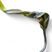 Cyrtosperma hambalii Zimmerpflanze im Anzuchttopf vor weißem Hintergrund, Produktfoto 5.