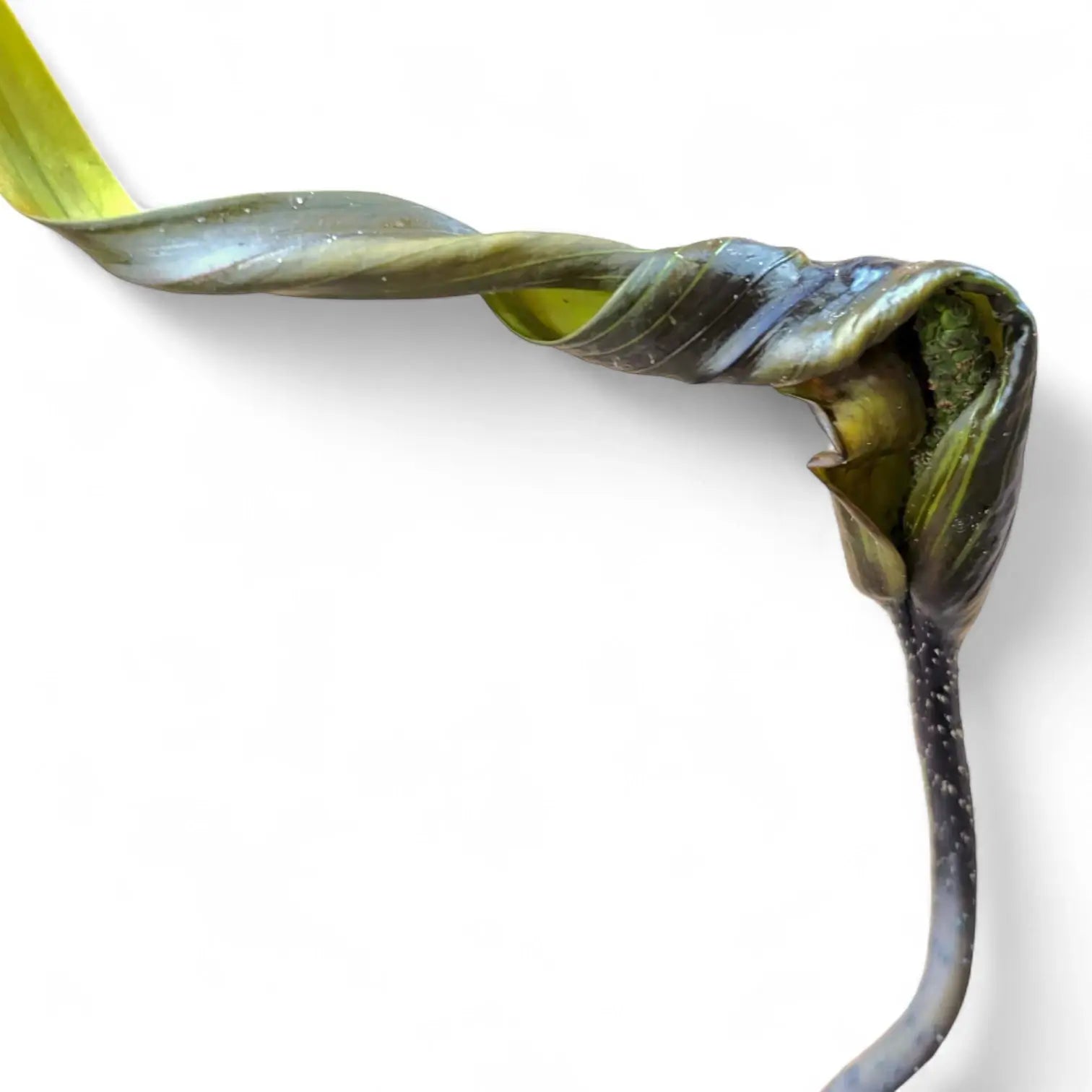 Cyrtosperma hambalii Zimmerpflanze im Anzuchttopf vor weißem Hintergrund, Produktfoto 5.