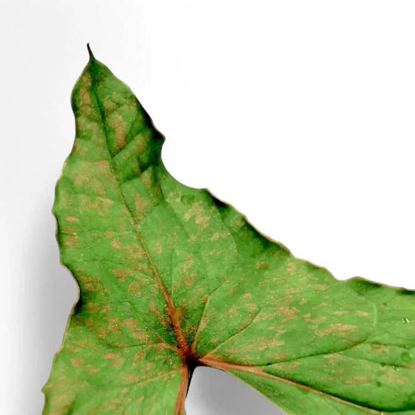 Cyrtosperma sp. Papua – Blattdetail vor weißem Hintergrund..