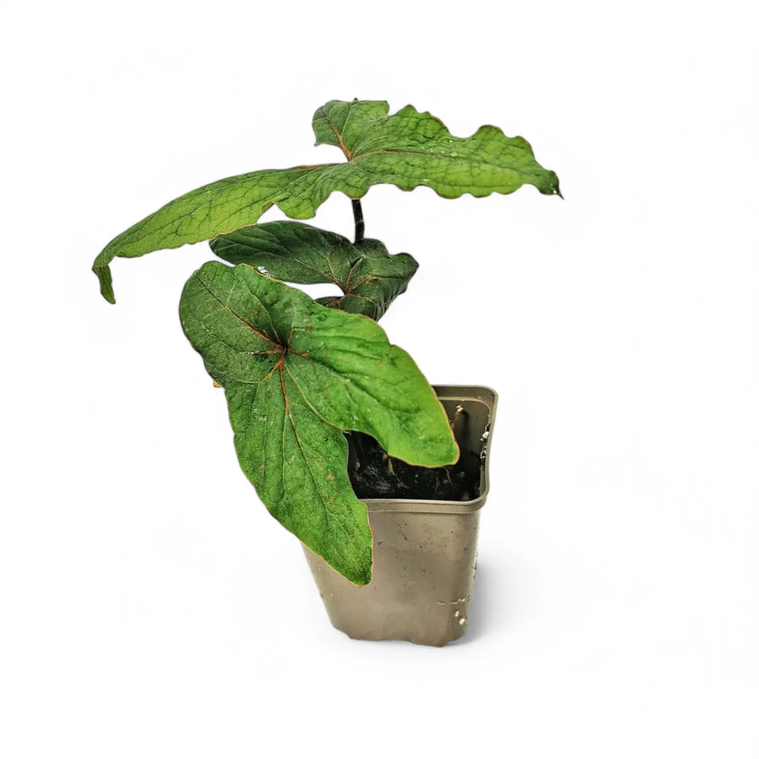 Cyrtosperma sp. Papua Zimmerpflanze im Anzuchttopf vor weißem Hintergrund, Produktfoto 2.