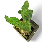 Cyrtosperma sp. Papua potted houseplant in nursery pot on white background, product photo 3.