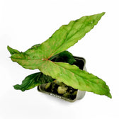 Cyrtosperma sp. Papua potted houseplant in nursery pot on white background, product photo 5.