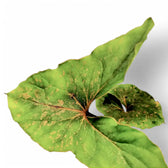 Cyrtosperma sp. Papua potted houseplant in nursery pot on white background, product photo 6.