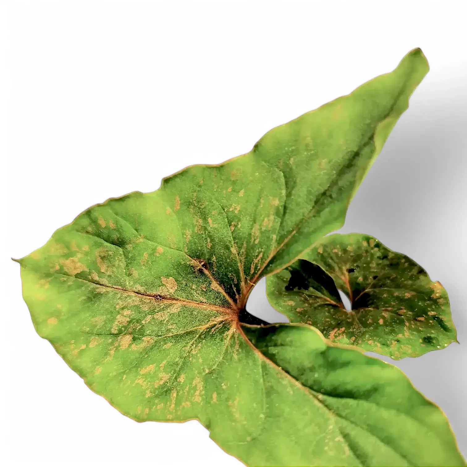 Cyrtosperma sp. Papua potted houseplant in nursery pot on white background, product photo 6.