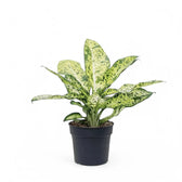 Dieffenbachia seguine 'Banana' potted houseplant in nursery pot on white background, product photo 2.