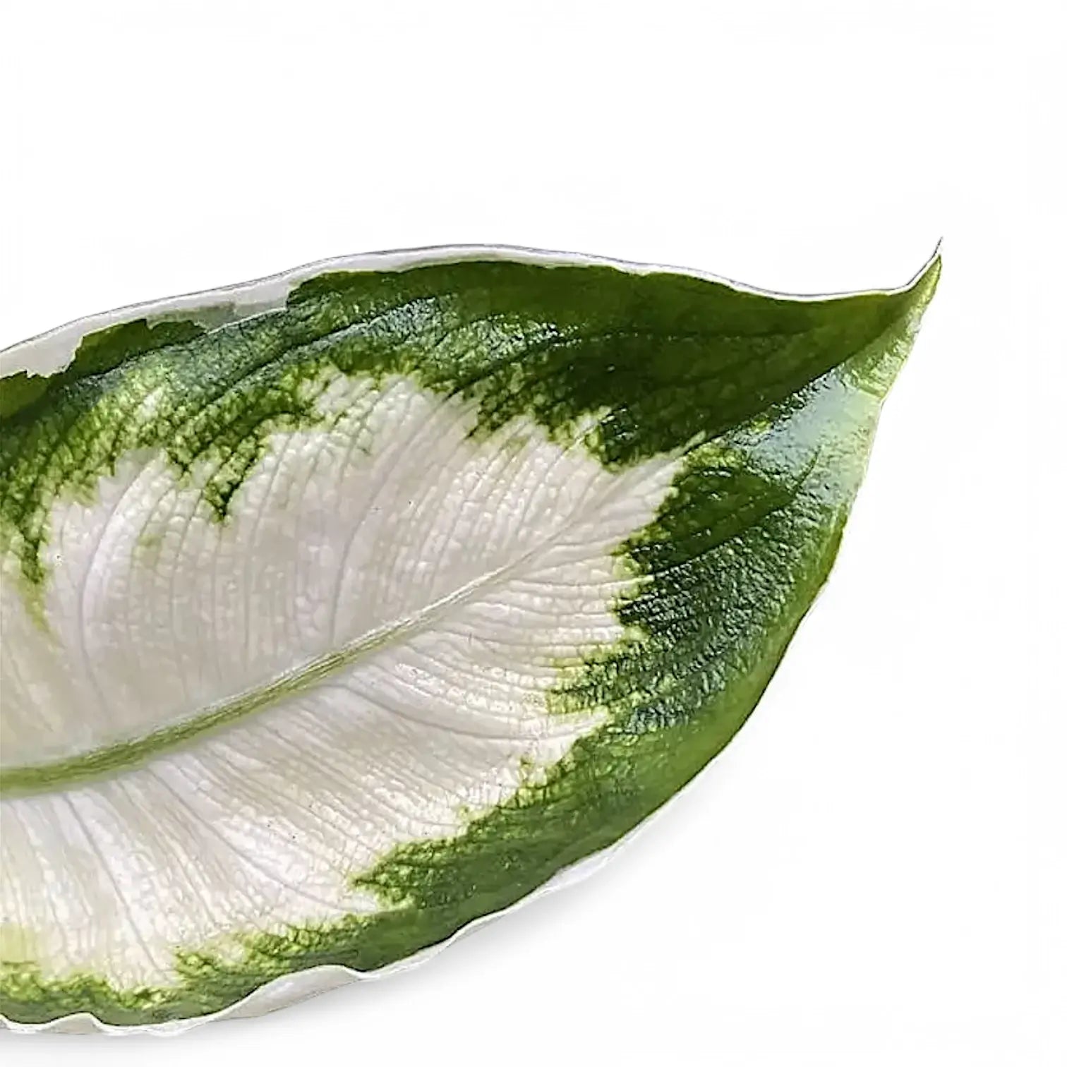 Dieffenbachia seguine 'Cool Beauty' leaf close-up on white background.