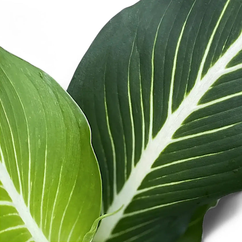 Dieffenbachia seguine 'Green Magic' aka 'Sterling' leaf close-up on white background.