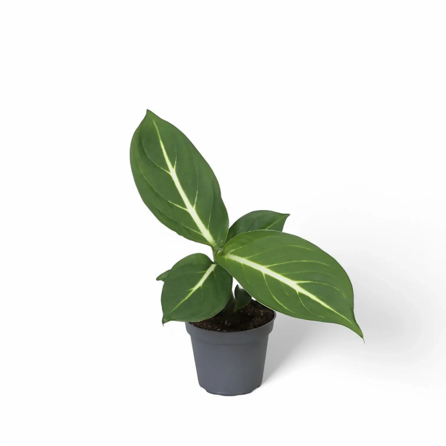 Dieffenbachia seguine 'Green Magic' aka 'Sterling' potted houseplant in nursery pot on white background, product photo 2.