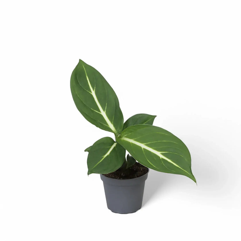 Dieffenbachia seguine 'Green Magic' aka 'Sterling' potted houseplant in nursery pot on white background, product photo 2.