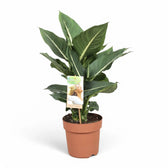 Dieffenbachia seguine 'Green Magic' aka 'Sterling' potted houseplant in nursery pot on white background, product photo 3.