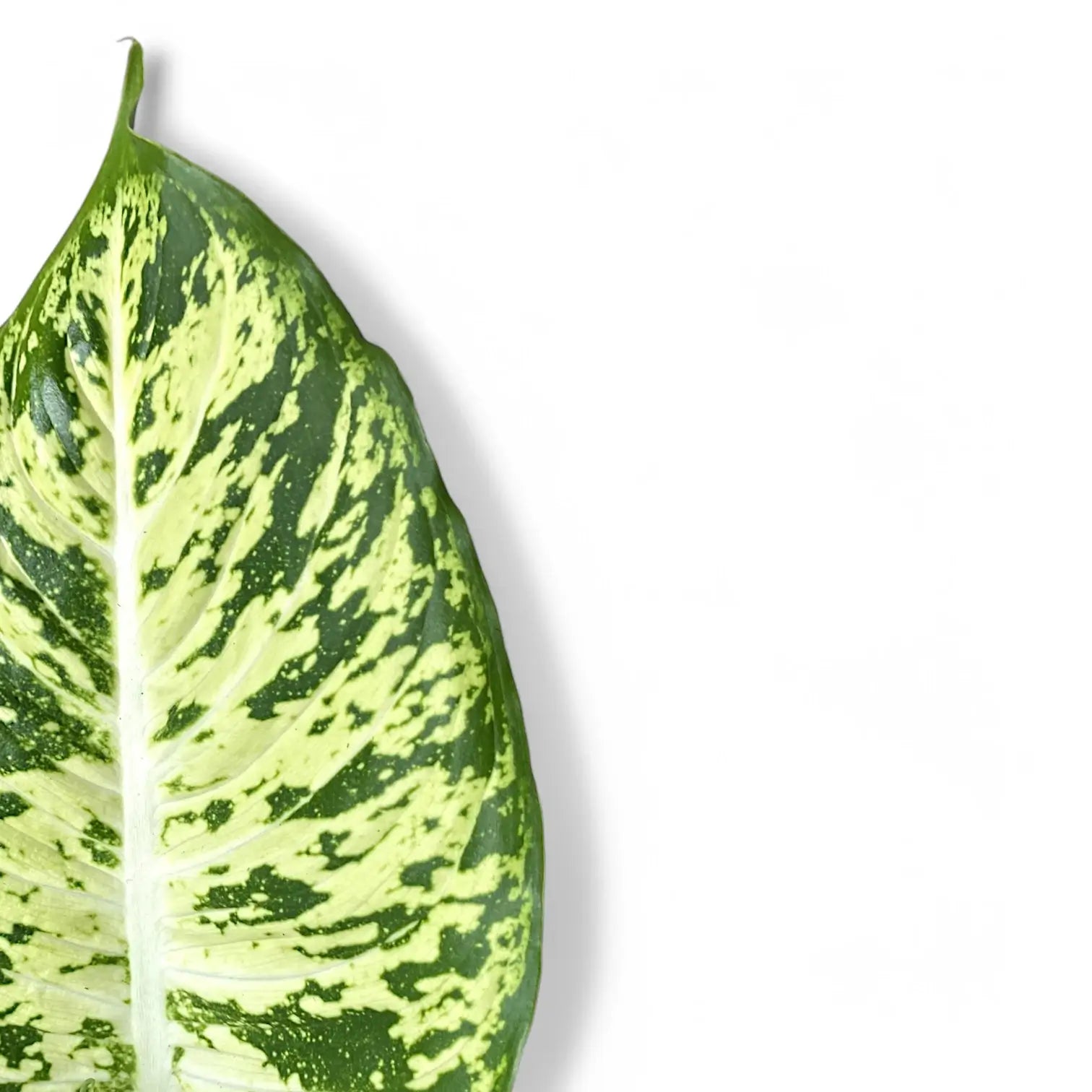 Dieffenbachia seguine 'Mars' leaf close-up on white background.