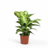 Dieffenbachia seguine 'Mars' potted houseplant in nursery pot on white background, product photo 2.