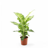 Dieffenbachia seguine 'Mars' potted houseplant in nursery pot on white background, product photo 3.