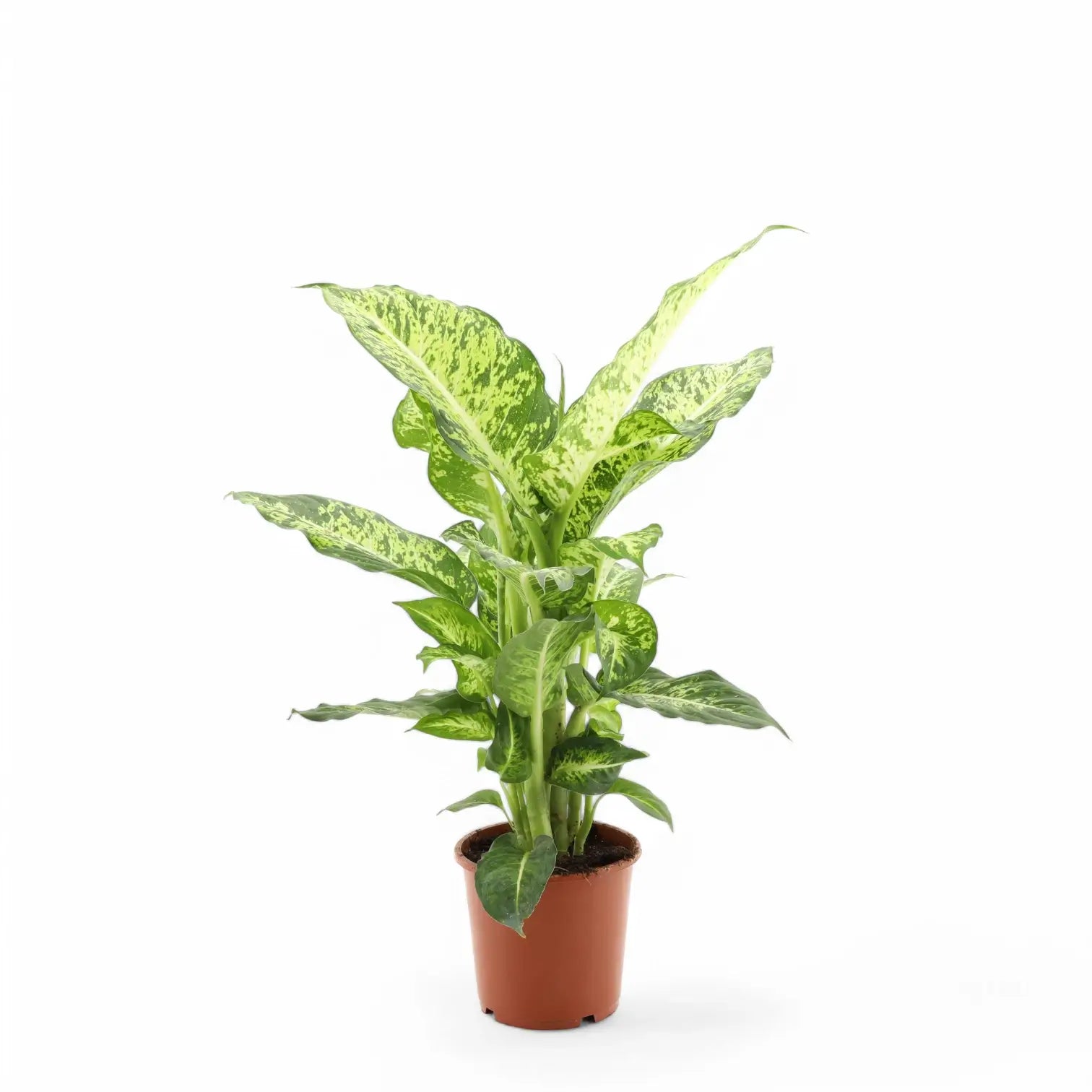 Dieffenbachia seguine 'Mars' potted houseplant in nursery pot on white background, product photo 3.