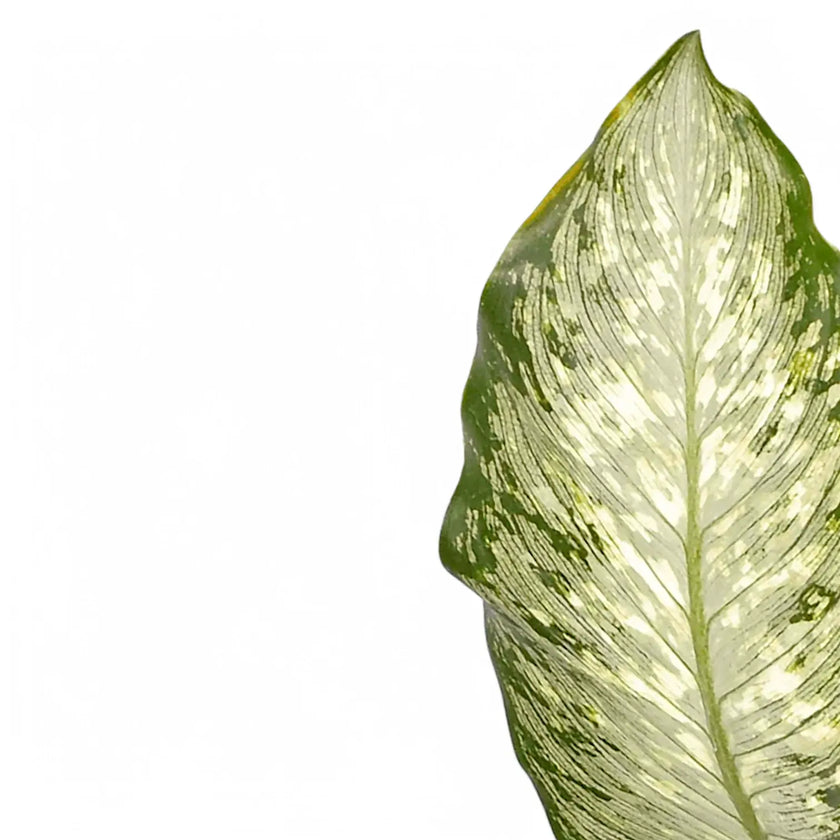 Dieffenbachia seguine 'Tiki' leaf close-up on white background.
