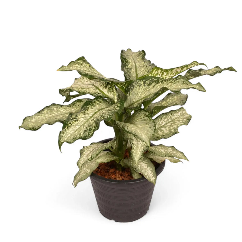 Dieffenbachia seguine 'Tiki' potted houseplant in nursery pot on white background, product photo 2.