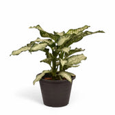 Dieffenbachia seguine 'Tiki' potted houseplant in nursery pot on white background, product photo 3.