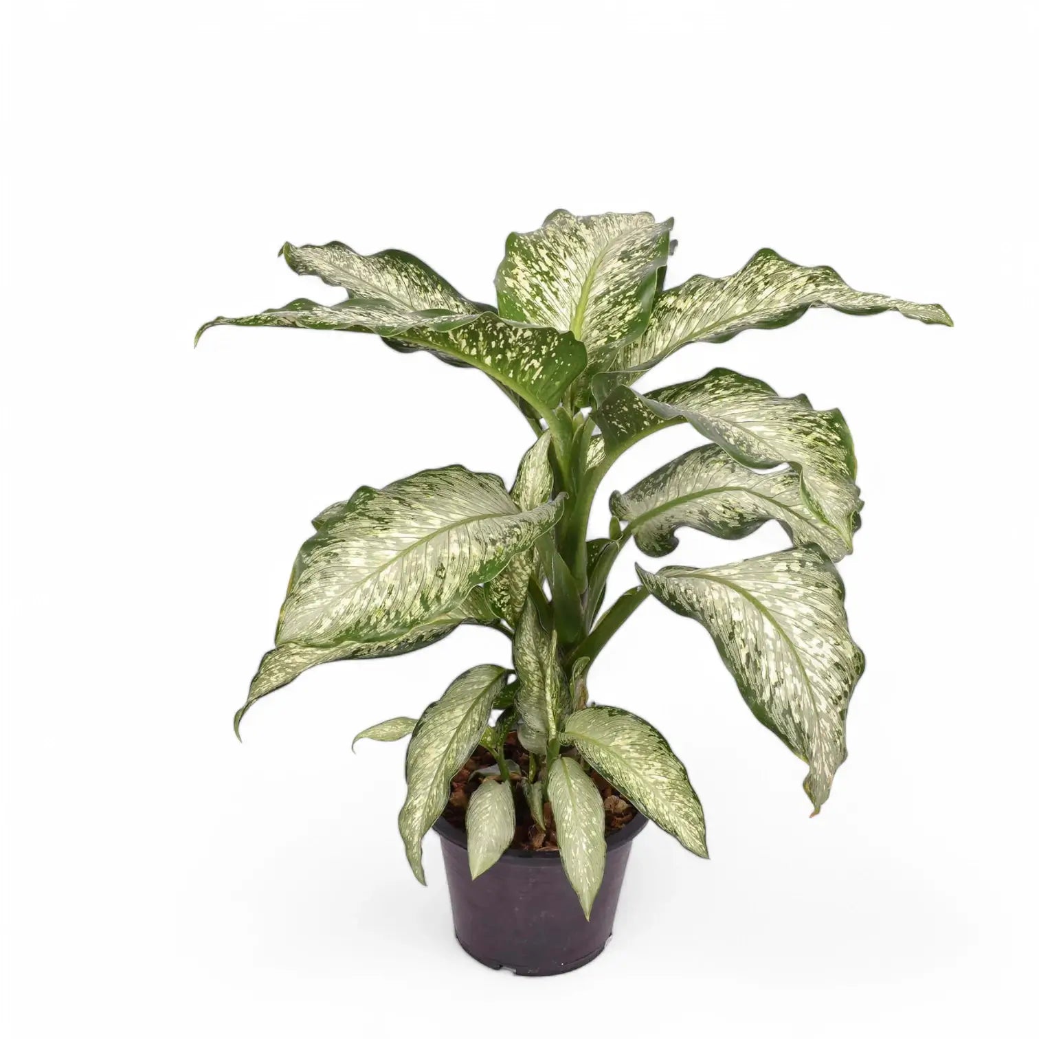 Dieffenbachia seguine 'Tiki' potted houseplant in nursery pot on white background, product photo 4.