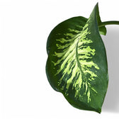 Dieffenbachia seguine 'Tropic Snow' – Blattdetail vor weißem Hintergrund..