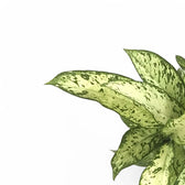 Dieffenbachia seguine 'Vesuvius' leaf close-up on white background.