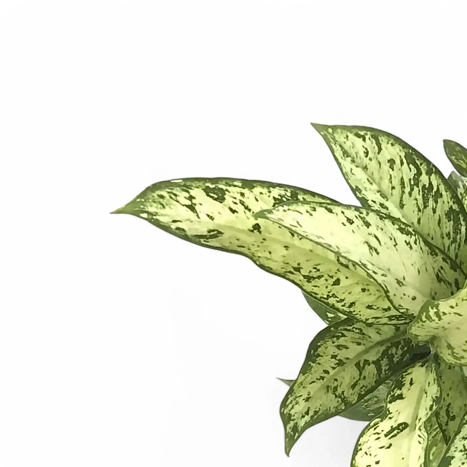 Dieffenbachia seguine 'Vesuvius' leaf close-up on white background.