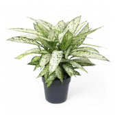 Dieffenbachia seguine 'Vesuvius' potted houseplant in nursery pot on white background, product photo 4.