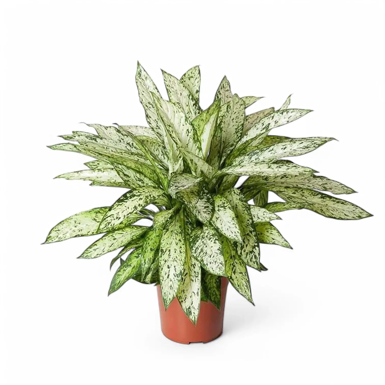 Dieffenbachia seguine 'Vesuvius' potted houseplant in nursery pot on white background, product photo 5.