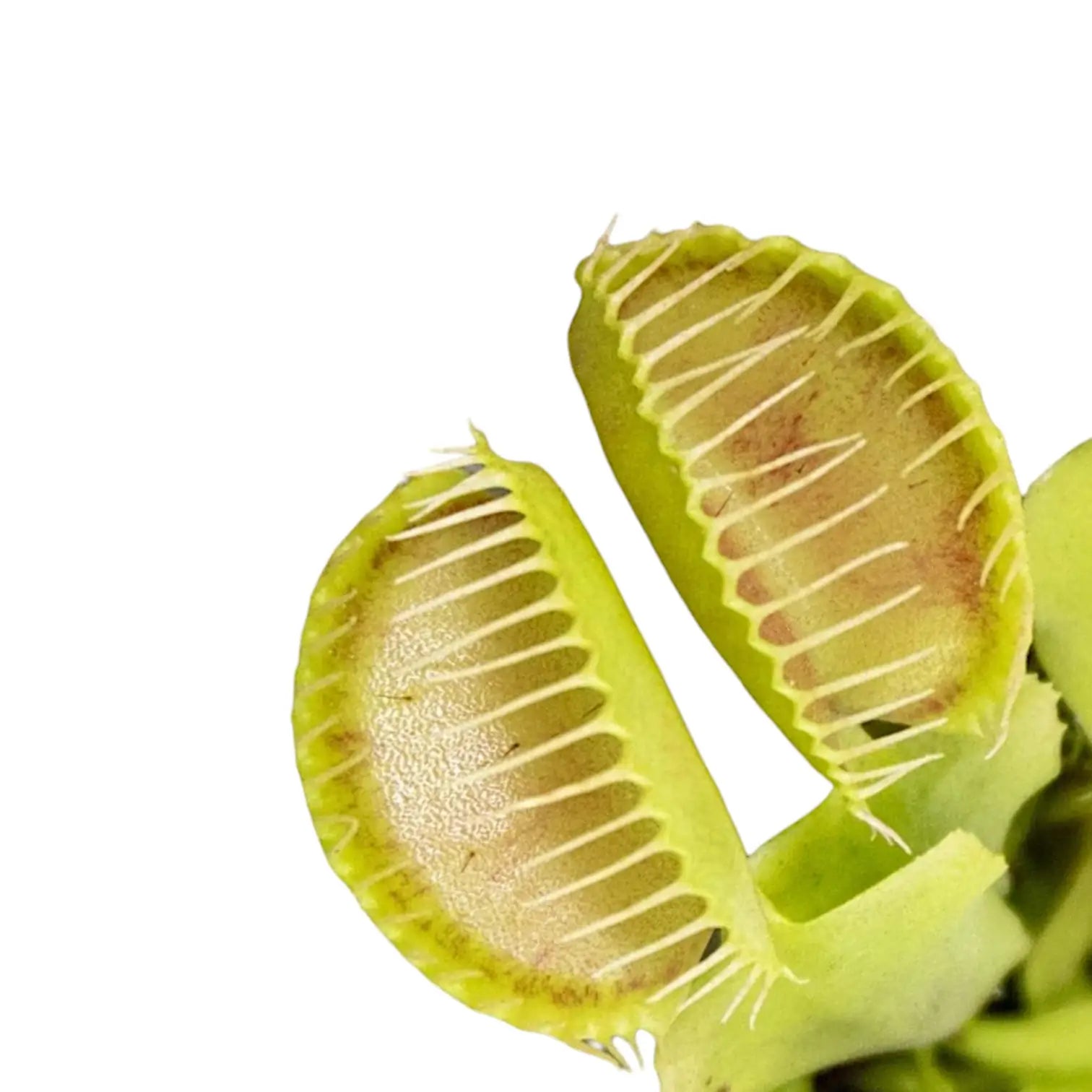 Dionaea muscipula – Blattdetail vor weißem Hintergrund..
