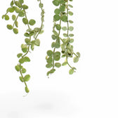 Dischidia nummularia 'Button' – Blattdetail vor weißem Hintergrund..