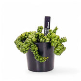 Dischidia nummularia 'Pangolin Kisses' Zimmerpflanze im Anzuchttopf vor weißem Hintergrund, Produktfoto 2.