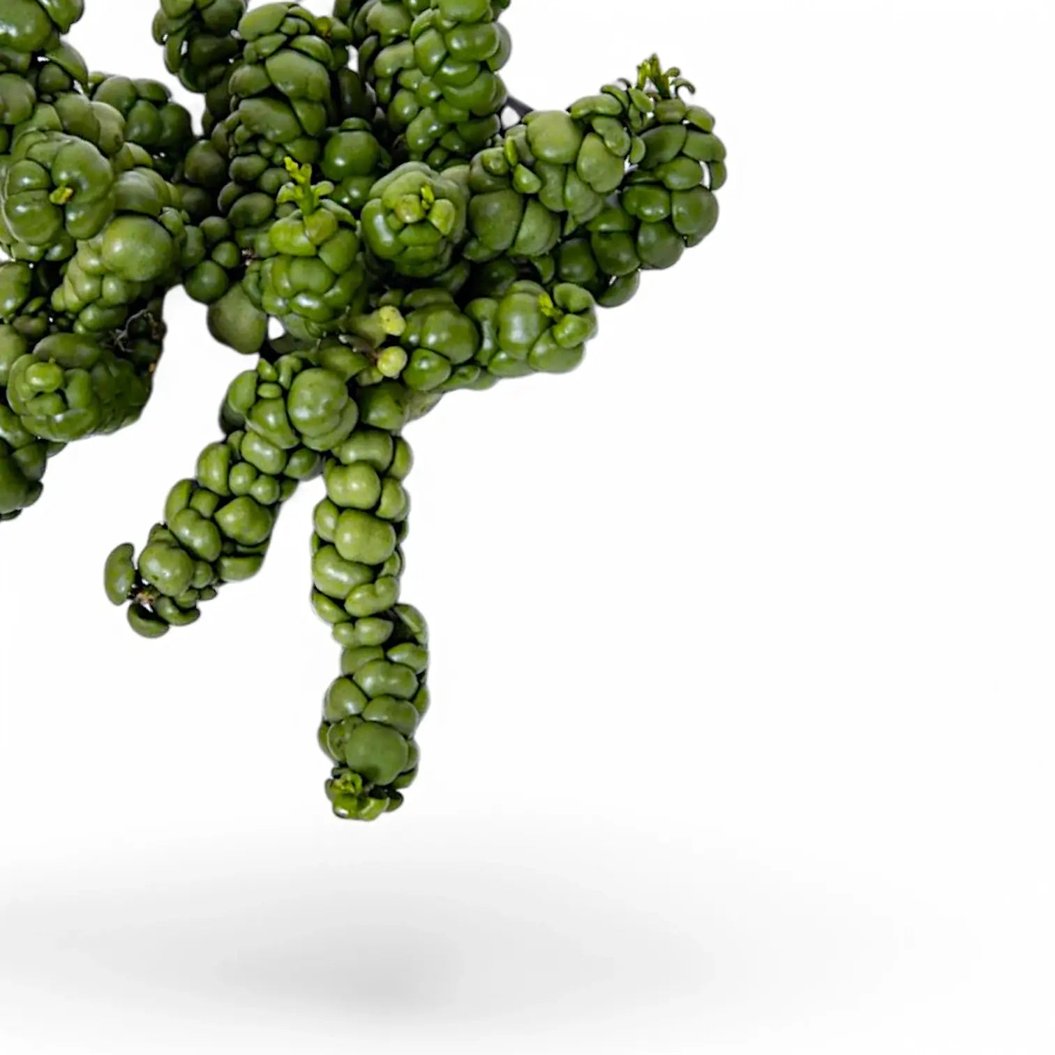 Dischidia nummularia 'Pangolin Kisses' Zimmerpflanze im Anzuchttopf vor weißem Hintergrund, Produktfoto 5.