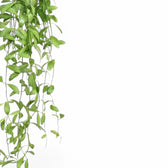 Dischidia oiantha – Blattdetail vor weißem Hintergrund..