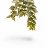 Dischidia ruscifolia variegata leaf close-up on white background.