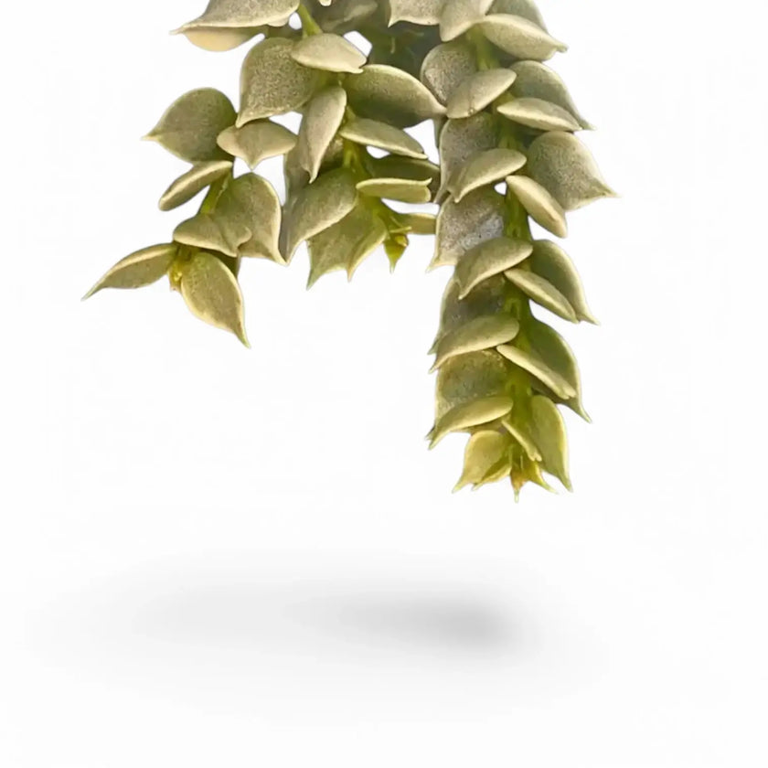 Dischidia ruscifolia variegata leaf close-up on white background.