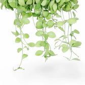 Dischidia sp. Geri D22 aka 'Apple leaf' leaf close-up on white background.