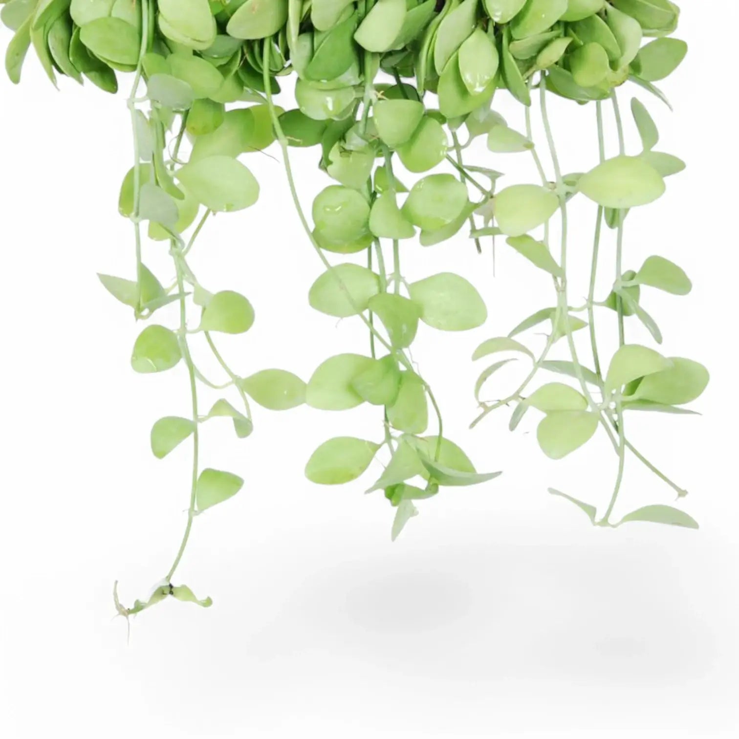 Dischidia sp. Geri D22 aka 'Apple leaf' leaf close-up on white background.
