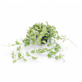 Dischidia sp. Geri D22 aka 'Apple leaf' potted houseplant in nursery pot on white background, product photo 2.