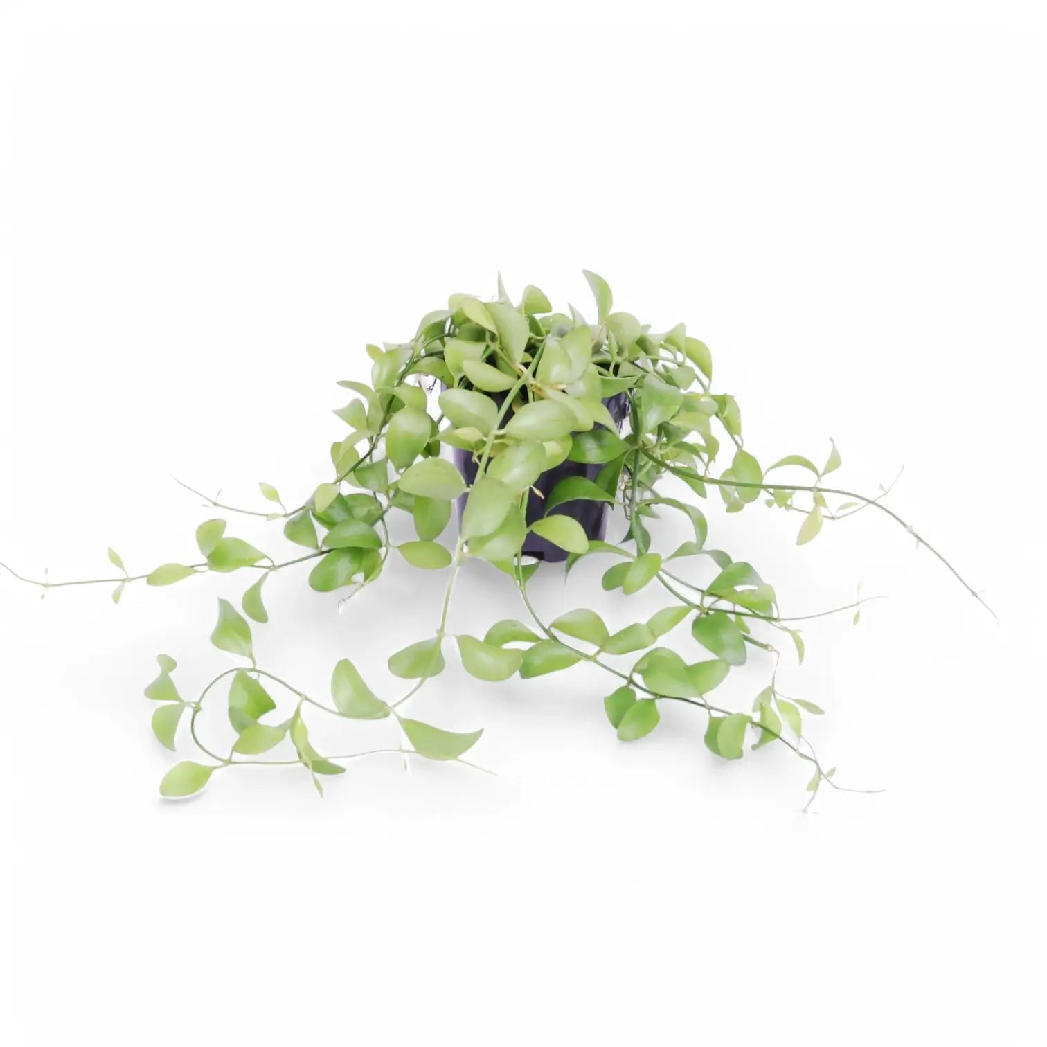 Dischidia sp. Geri D22 aka 'Apple leaf' potted houseplant in nursery pot on white background, product photo 2.