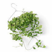 Dischidia sp. Geri D22 aka 'Apple leaf' potted houseplant in nursery pot on white background, product photo 4.